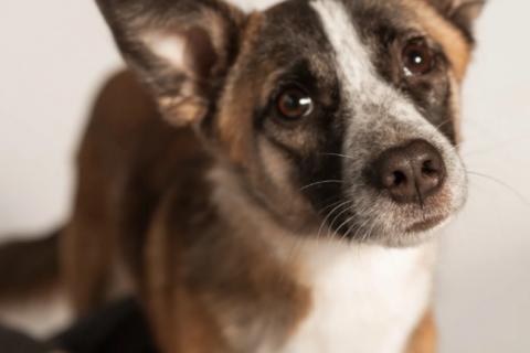 В дар собаку. Подстреленная малышка Салли ищет дом. Фото4