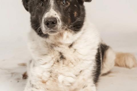 В дар собаку. Веснушчатый пёс Микки в добрые руки. Фото2