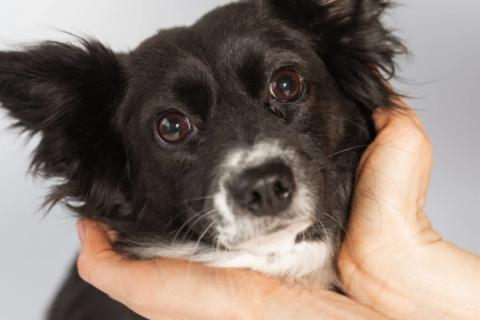 В дар собаку. Метис длинношерстной чихуахуа Муся в добрые руки. Фото2