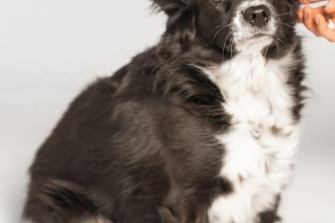 В дар собаку. Метис длинношерстной чихуахуа Муся в добрые руки. Фото4