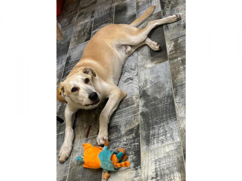 В дар собаку