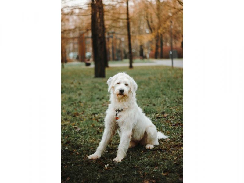 В дар собаку