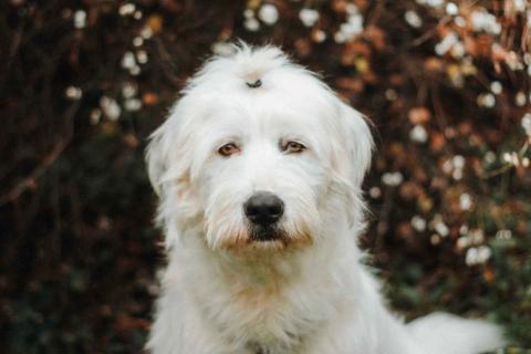 В дар собаку. Белая собака Шая с человеческими глазами в дар. Фото4