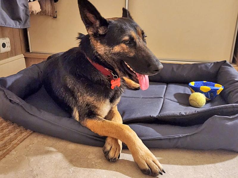 В дар собаку