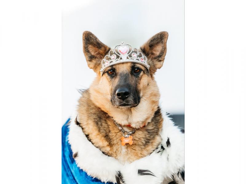 В дар собаку