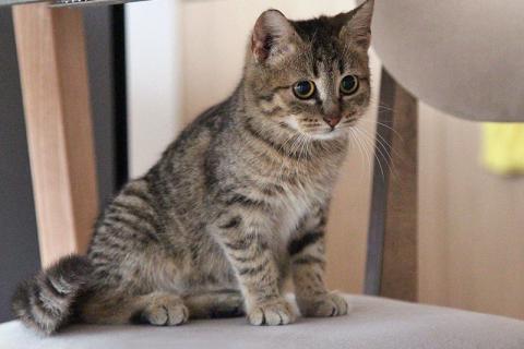 В дар кошку. Очаровательная Манечка, ласковый тигровый котенок ищет дом. Фото1