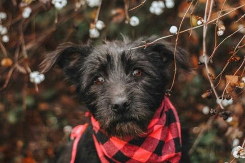 В дар собаку. Бородатик Соня ищет дом. Фото3