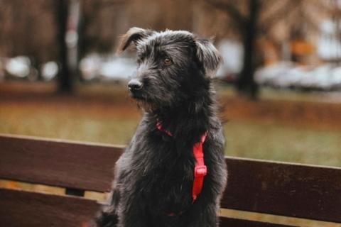 В дар собаку. Бородатик Соня ищет дом. Фото4