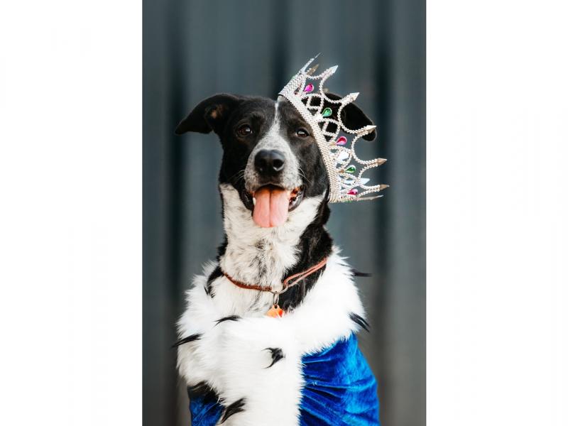 В дар собаку