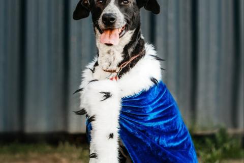 В дар собаку. Цирковой пёс Барни в добрые руки. Фото2