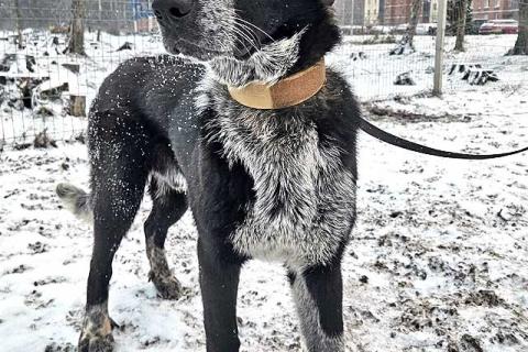 В дар собаку. Миша, тот самый пёс, которого Вы будете называть “наш”. Фото1