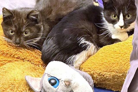 В дар кошку. Два маленьких котенка мальчик и девочка ищут дом . Фото1