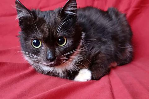 В дар кошку. Два маленьких котенка мальчик и девочка ищут дом . Фото4