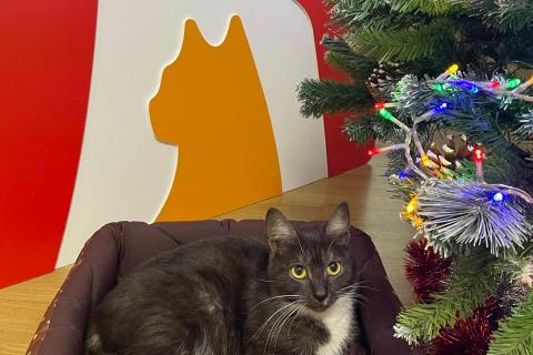 В дар кошку. Ласковая и спокойная кошечка Ласка в добрые руки. Фото1