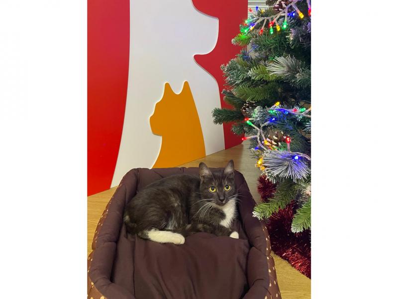 В дар кошку