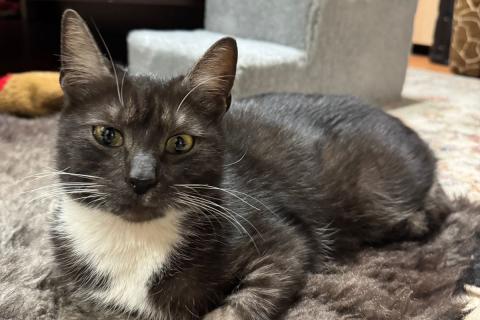 В дар кошку. Ласковая и спокойная кошечка Ласка в добрые руки. Фото2