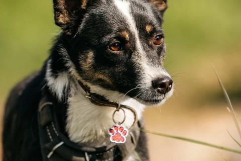 В дар собаку. Очаровательная маленькая собачка Налла в дар. Фото3