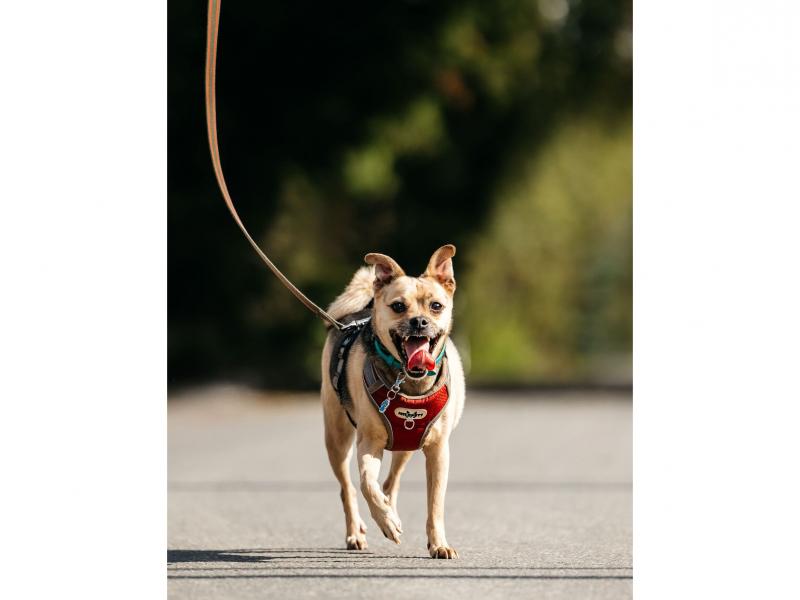 В дар собаку