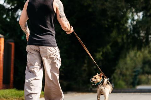 В дар собаку. Чихуахуа Чупик в добрые руки. Фото4