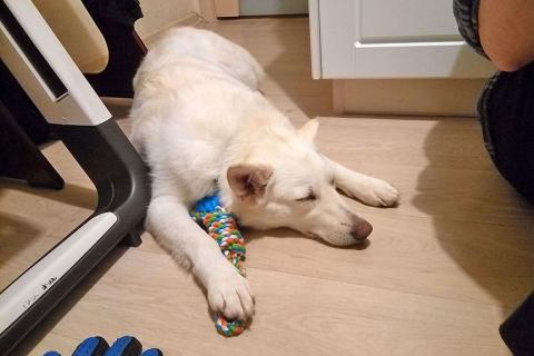 В дар собаку. В добрые руки Чиффа, собака, о которой мечтают, но редко находят. Фото2