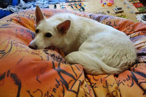 В дар собаку. В добрые руки Чиффа, собака, о которой мечтают, но редко находят. Фото3