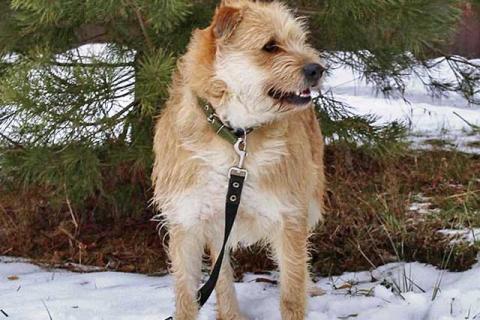 В дар собаку. Симпатичный бородатик Вульф всё ещё ждёт своего человека. Фото3