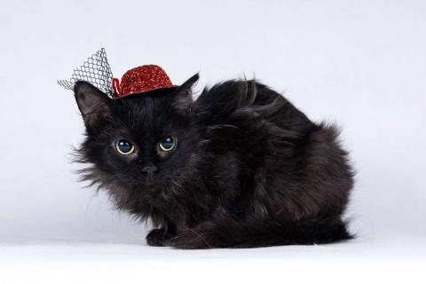 В дар кошку. Метис девон-рекса черная кошечка Лора в добрые руки. Фото1