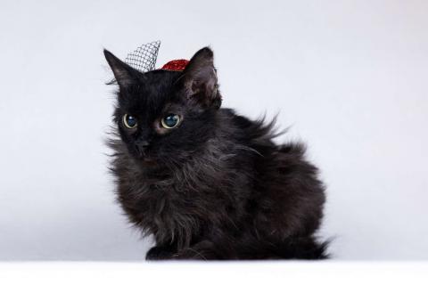 В дар кошку. Метис девон-рекса черная кошечка Лора в добрые руки. Фото4