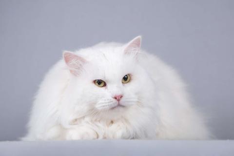 В дар кошку. Большой, белый и пушистый кот Сахарок в добрые руки. Фото1