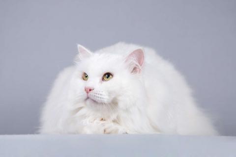 В дар кошку. Большой, белый и пушистый кот Сахарок в добрые руки. Фото3