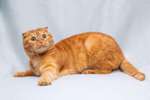 В дар кошку. Рыжая шотландская вислоухая кошка Манго в добрые руки. Фото2