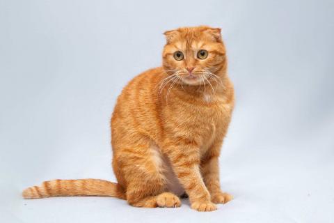 В дар кошку. Рыжая шотландская вислоухая кошка Манго в добрые руки. Фото3