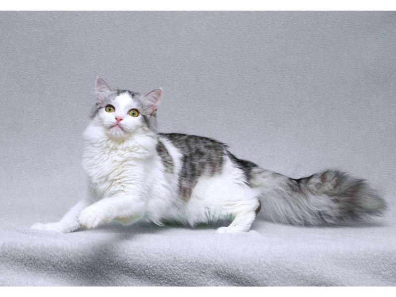 В дар кошку