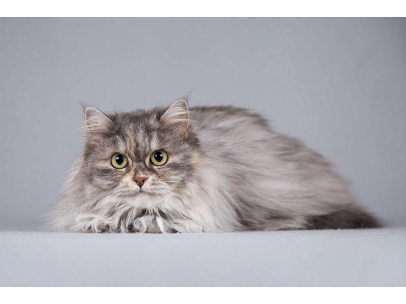 В дар кошку