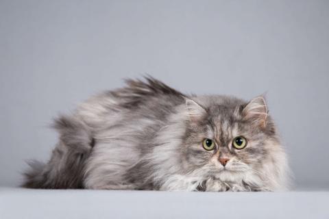 В дар кошку. Пушистая ласковая кошка Дымка в добрые руки. Фото3