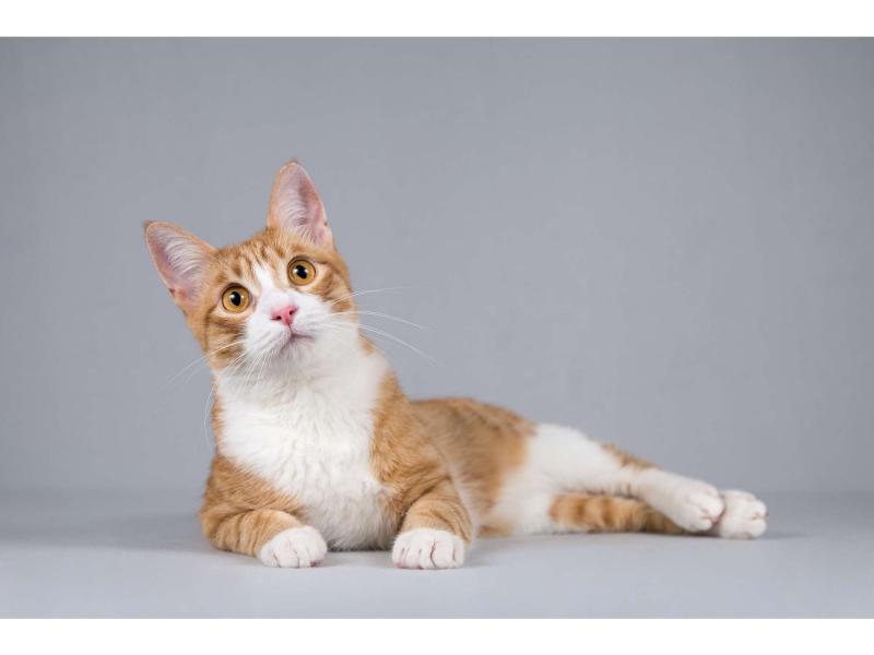 В дар кошку