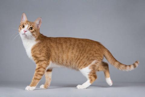 В дар кошку. Рыжий молодой ласковый кот Жермон в добрые руки. Фото3