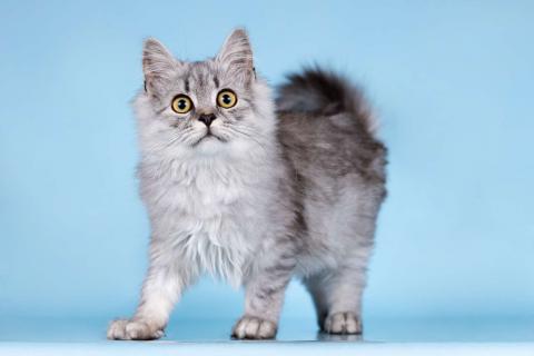 В дар кошку. Котята редких окрасов в добрые руки. Фото1