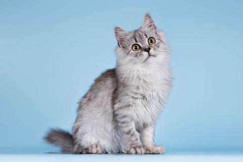 В дар кошку. Котята редких окрасов в добрые руки. Фото4