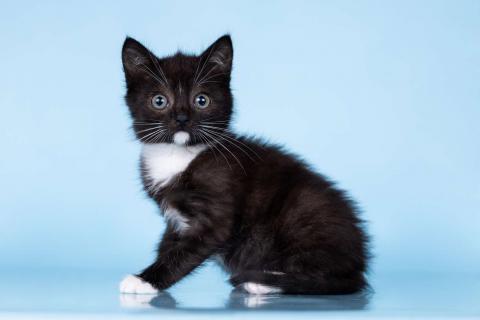 В дар кошку. Разноцветные котята в добрые руки. Фото2