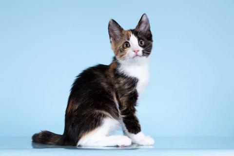 В дар кошку. Разноцветные котята в добрые руки. Фото3