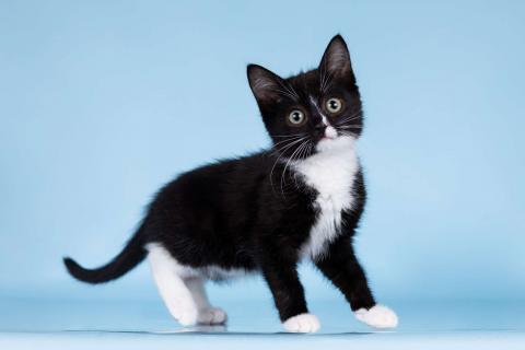 В дар кошку. Разноцветные котята в добрые руки. Фото4