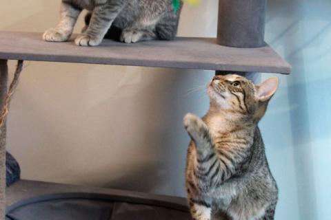 В дар кошку. Ищут дом три кошачьих сердца. Фото1