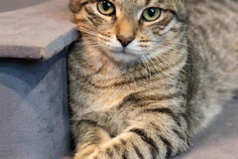 В дар кошку. Ищут дом три кошачьих сердца. Фото4