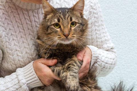 В дар кошку. Пушистый сибиряк Симба в добрые руки. Фото2