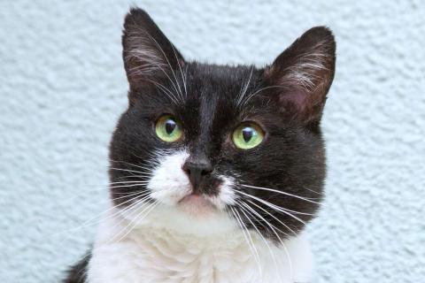 В дар кошку. Обаятельный котик Мейсон в дар. Фото1