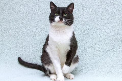 В дар кошку. Обаятельный котик Мейсон в дар. Фото2