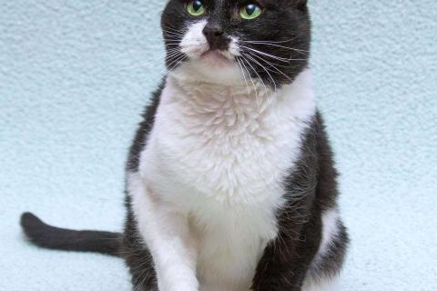 В дар кошку. Обаятельный котик Мейсон в дар. Фото4