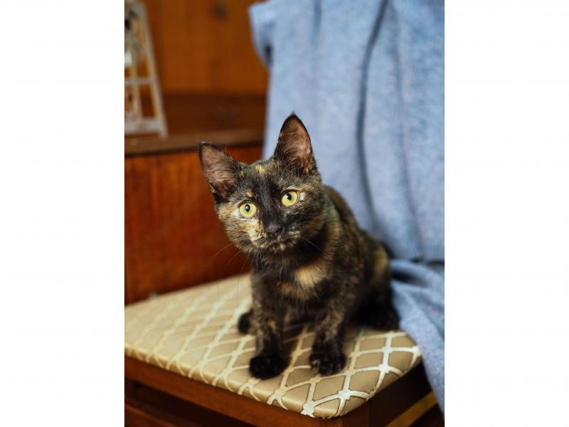 В дар кошку