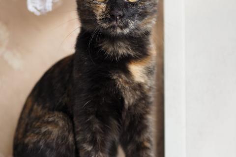 В дар кошку. Трехцветный котёнок Пеппи в добрые руки. Фото4